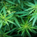 medical marijuana card Saint Petersbur