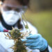 Cannabichromene