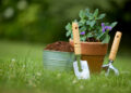 gardening tools and plants in the garden